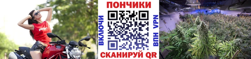 Конопля SATIVA & INDICA  Майкоп 